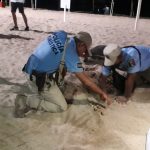 Recolecta Policía Turística 606 huevos de tortuga durante una semana