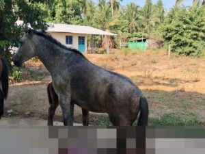 Muer3 desangrada Yegua que fue atacada a machetazos en el municipio de Coyuca de Benítez