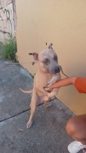 Rescata Policía Ambiental a canino abandonado en la avenida Insurgentes