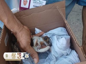 SSP Acapulco rescata ejemplares de fauna silvestre y animales de compañía durante mayo y junio.