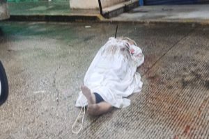 Localizan a un hombre atado de manos y pies y con torniquete en el cuello en Acapulco
